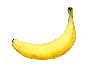 Watercolor yellow banana on white background. Watercolor fruit.
