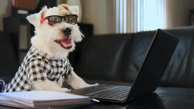 Fun Jack Russell Terrier on Sunglasses and shirt is typing on a laptop keyboard. Close up shot