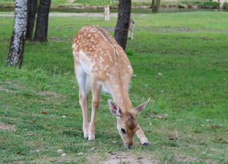 Naklejka na ściany i meble Young roe deer graze on a green meadow