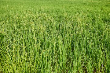 Close-up of a rice field. Agriculture concept growing rice plants in the Albufera of Valencia, Spain.