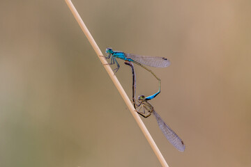 Blue dragonflies breeding on a stem