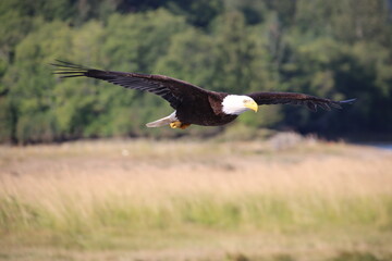 Obraz premium Bald Eagle (Haliaeetus leucocephalus) in flight, Campbell River, British Columbia, Canada.