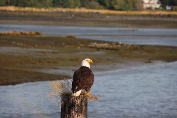 Bald Eagle (Haliaeetus leucocephalus), Campbell River, British Columbia, Canada.