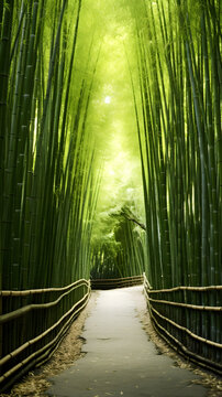緑が美しい竹林のイメージ