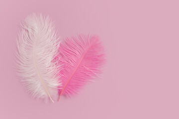 Feather on pink background, freedom, beauty of fibers and textures, smoothness and softness