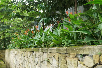 fresh Heliconia plants in the front garden of the house in the morning