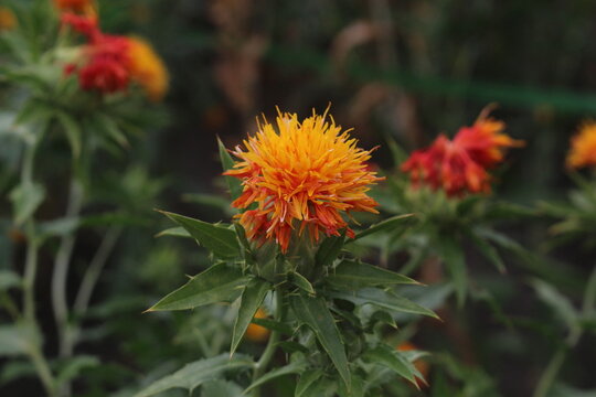 紅花