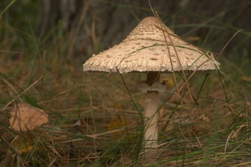 Kite mushroom in the evening forest - obrazy, fototapety, plakaty