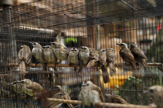 asian birds, trucuk birds in groups in a cage being dried in the sun