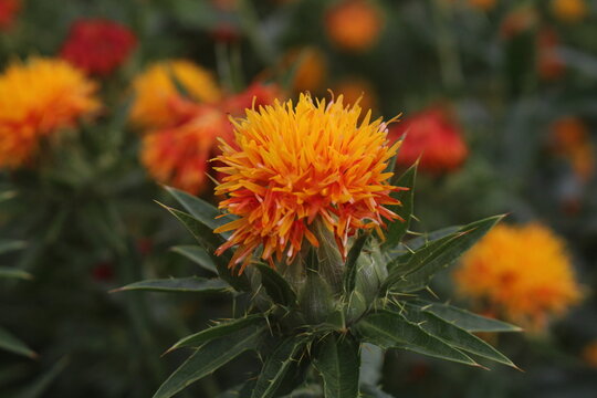 紅花