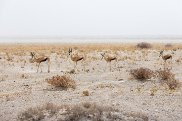 Group of Springbok (Antidorcas marsupialis), Etosha National Park, Namibia