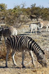Herd od Zebras at Etosha National Park, Namibia