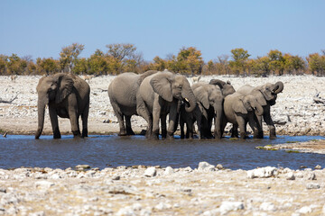 Herd of Elephants in a waterhole at Etosha National Park - Namibia - Africa