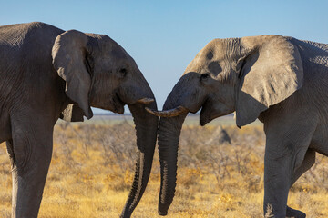 Elephants at Etosha National Park - Namibia - Africa