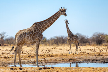 Giraffes at Etosha National Park - Namibia - Africa