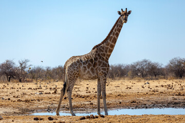 Giraffe at Etosha National Park - Namibia - Africa