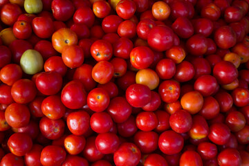 Fresh Red Tomatoes (Solanum lycopersicum)