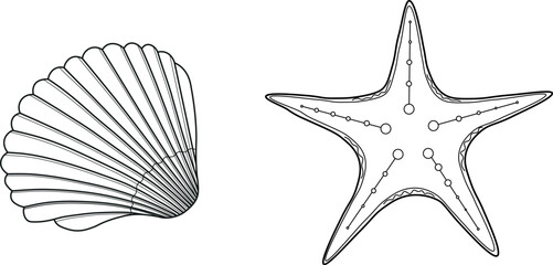 Linear vector illustration, set shell and starfish.