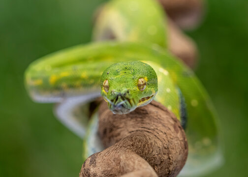 green tree python