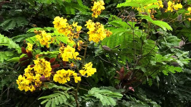 Bloomed yellow flame tree swaying in the wind