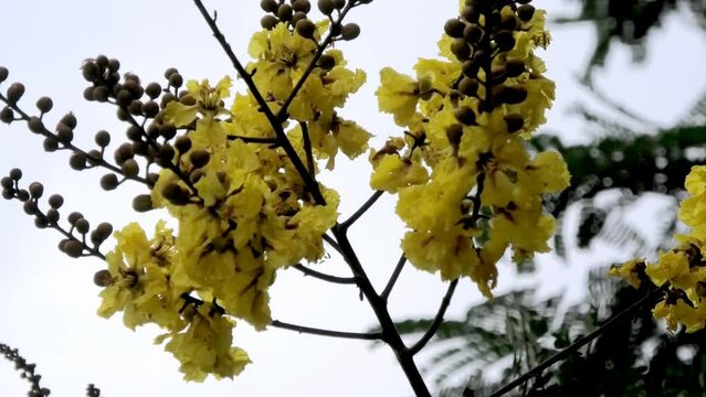Bloomed yellow flame tree swaying in the wind