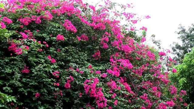 Beautiful bougainvillea plants in bloom
