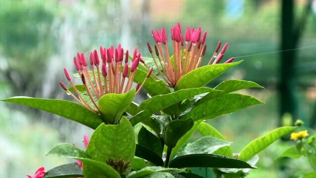 Beautiful garden plant with flower buds