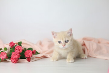 British shorthair cream  yang cat. Kitten with pink flowers