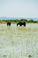 Cavalli selvaggi al pascolo si specchiano nell'acqua delle lagune della Piana di Gesturi. Sud Sardegna. Sardegna. Italia