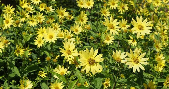 Rough oxeyes or false sunflowers (Heliopsis helianthoides). Daisy-like flowers with golden-yellow petals surrounding yellow-brownish center at top of tall reddish stems with medium-green lance-shaped 