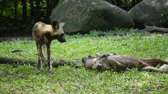 African wild dog, also known as painted dog or Cape hunting dog relaxing in Park.