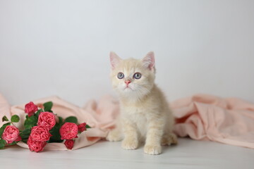 British shorthair cream  yang cat. Kitten with pink flowers