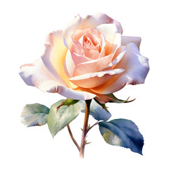 一輪の薔薇の水彩イラスト