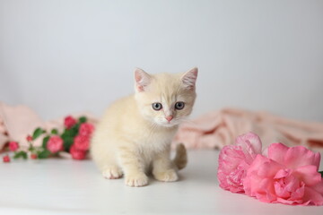 British shorthair cream  yang cat. Kitten with pink flowers