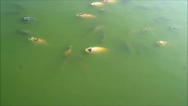 Footage of a School of Black and Red Nile Tilapias Relaxing in a Sunshine Pond