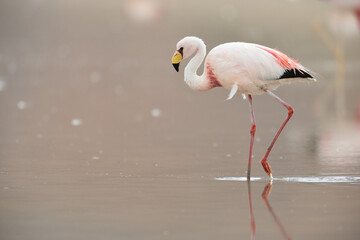 James Flamingo in Laguna Grande in Argentinien © Mathias