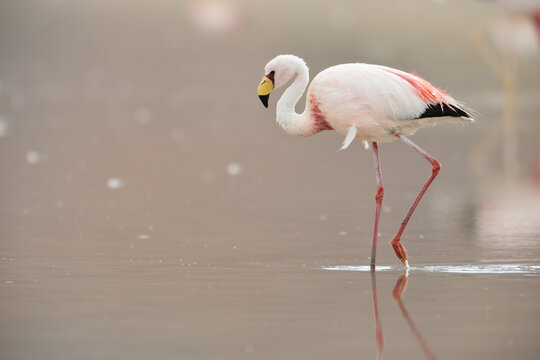 James Flamingo in Laguna Grande in Argentinien