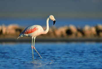 Naklejka premium Chilenischer Flamingo in Laguna Carachi Pampa in Argentinien