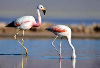 Nahaufnahme von einem Anden Flamingo und einem Chile Flamingo in einer Lagune in Argentinien