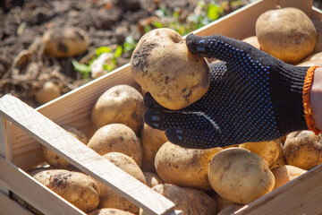 a male farmer holds a potato in his hands. Selective focus