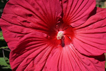 Rote Blüte eins Riesen-Hibiskus (Hibiscus moscheutos)	