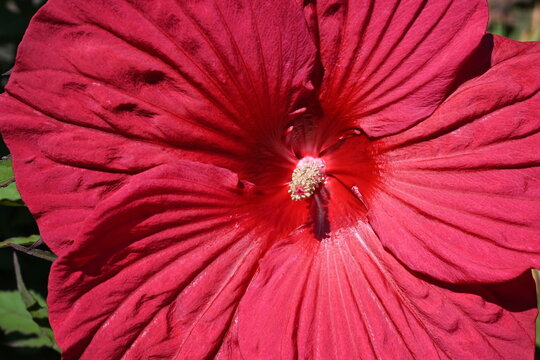Rote Bl&uuml;te eins Riesen-Hibiskus (Hibiscus moscheutos)	
