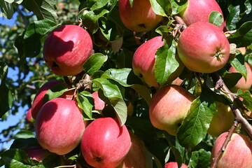 Rote reife Äpfel am Baum