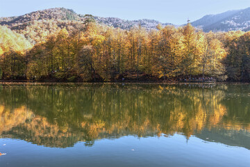 autumn in the forest