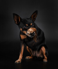 miniature pinscher in studio