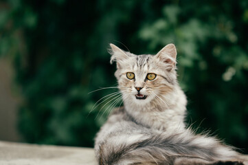 Young fluffy grey cat is lying on concrete outdoors and looking aside while meowing.