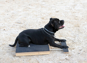 obedience training in a club