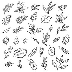 set of leaves in doodle style