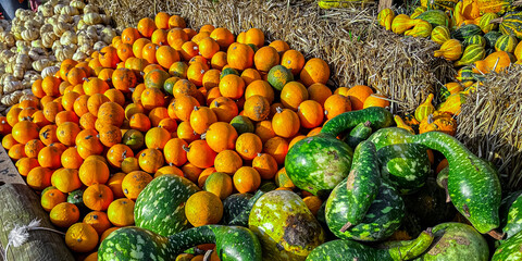 pumpkin fruit outdoor harvest different types pumpkin varieties food snack copy space food background rustic top view vegetarian vegan food