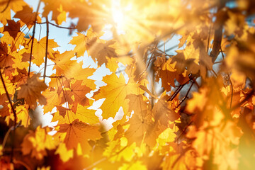 Beautiful autumn leaves, tree branches illuminated by the sun's rays - 648453762